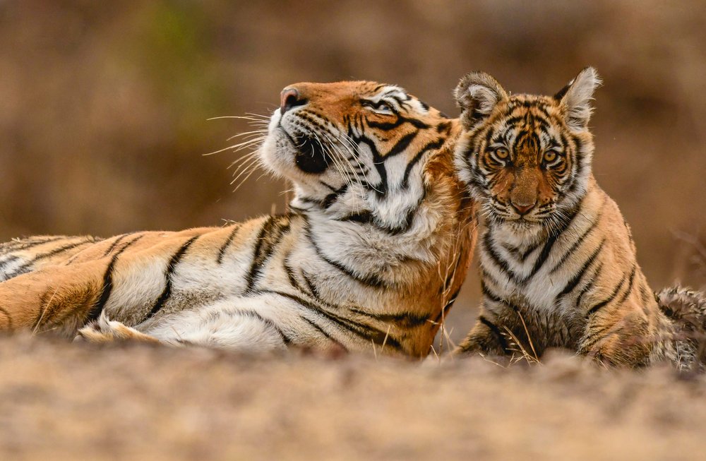 Tigress and cub (Panthera tigris) in Ranthambore Tiger Reserve, India.